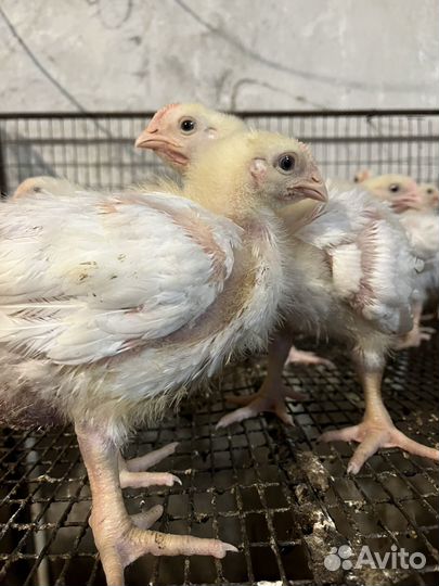 Цыплята-табака бройлеры живым весом