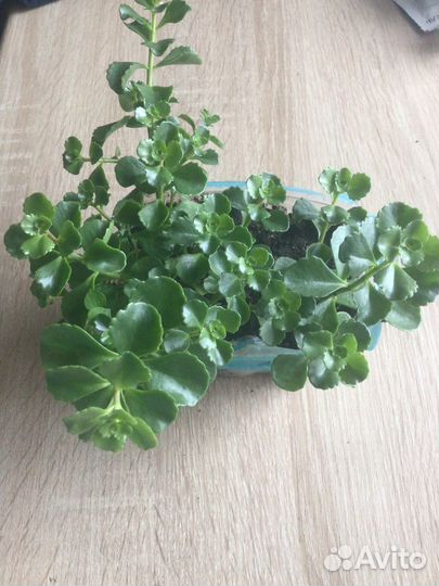 В наличии Флоксы Очиток красный Многолетка