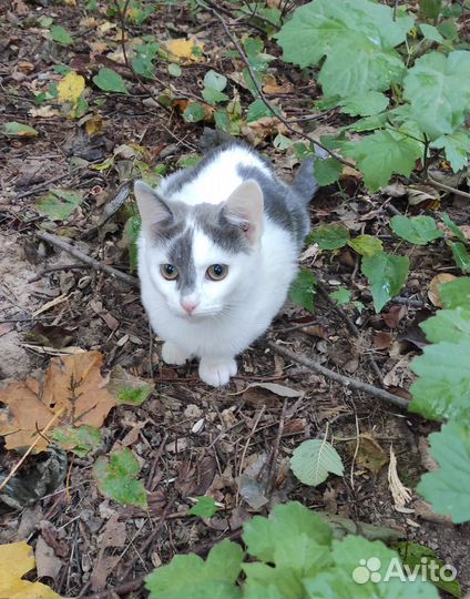 Кисточка ищет дом