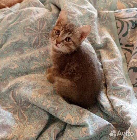 Кошечка в добрые ручки