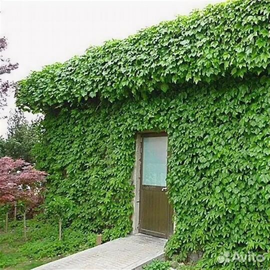 Лиана девичий виноград