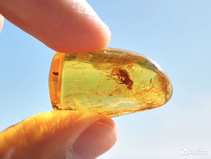 Натуральный балтийский янтарь с включением мухи