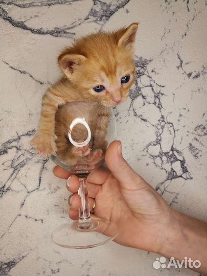 Рыжий котёнок ищет родителей