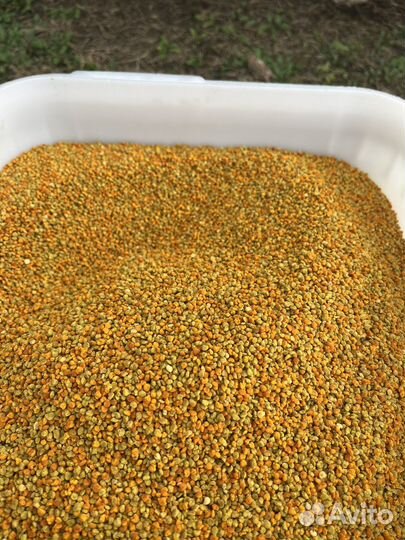 Пыльца с личной пасеки