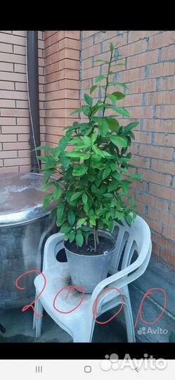 Лимон-лайм,апельсин