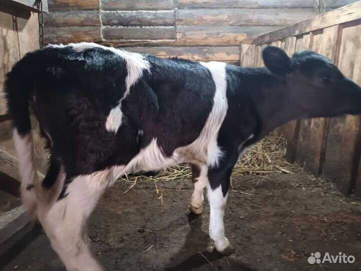 Телочка 2 мес