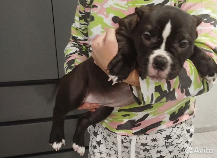 Американский булли покет щенки