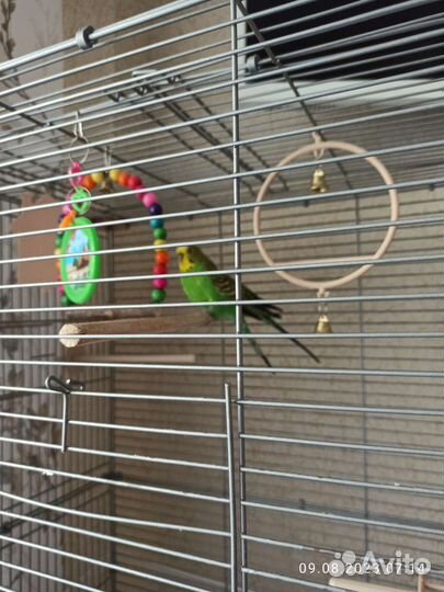 Волнистый попугай пара