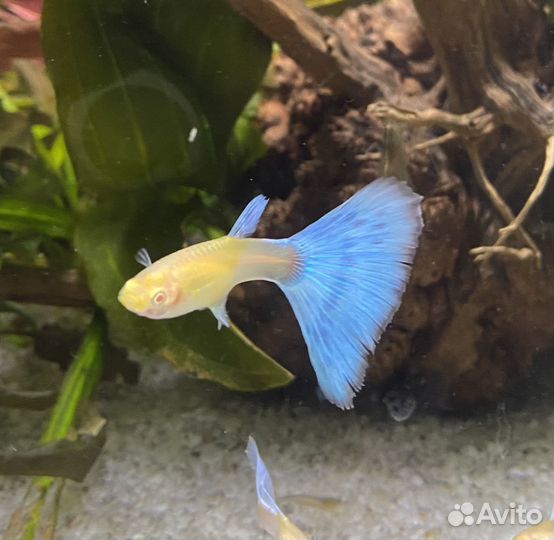 Аквариумные рыбки гуппи