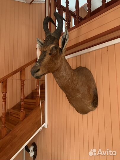 Чучело разных африканских животных