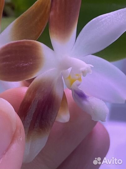 Орхидея феленопсис тетрапсис кофе