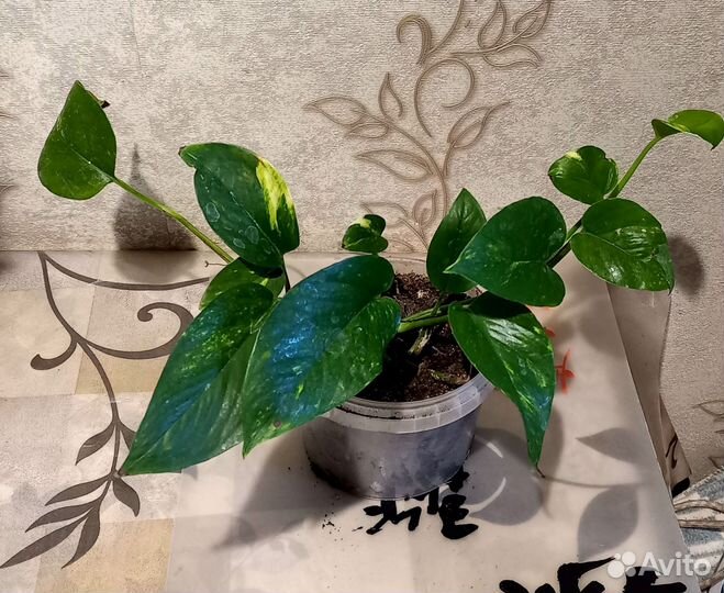 Комнатные цветы