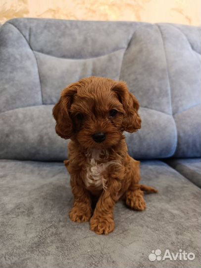 Щенки кавапу