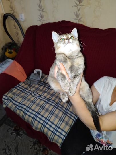 Котята - подростки