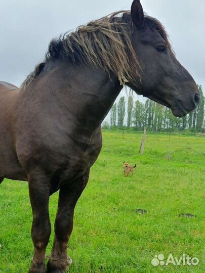 Лошади тяжеловозы