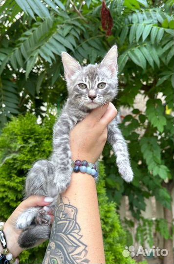 Бенгальские котята редкого окраса