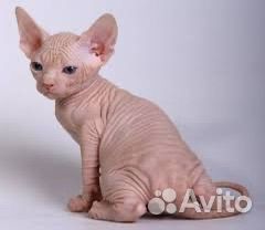 Донской сфинкс котята