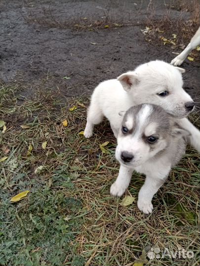 Щенки