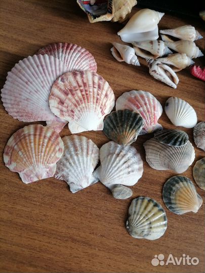 Морские ракушки раковины