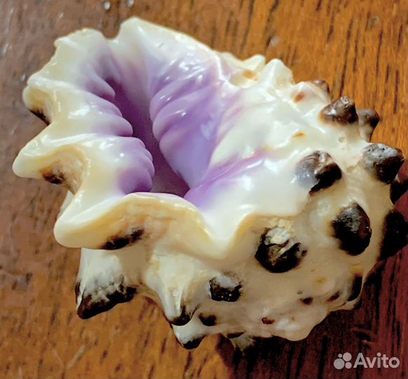 Морские ракушки раковины