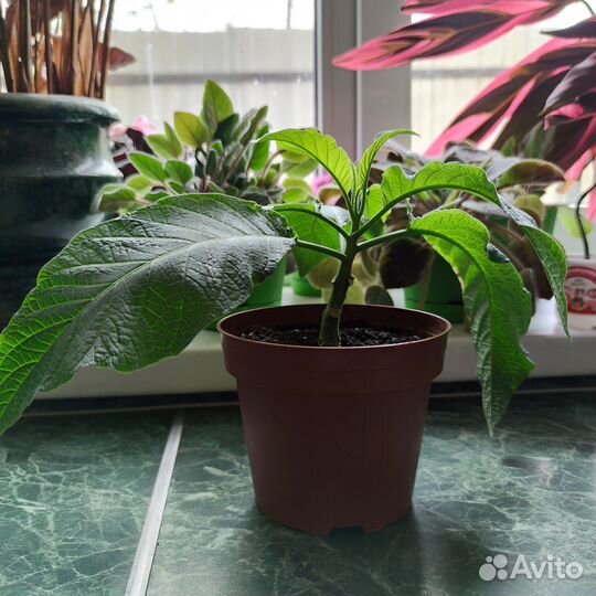 Бругмансия