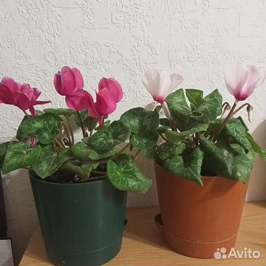 Цикламен персидский, цветущий