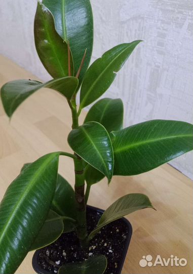 Фикус Эластика