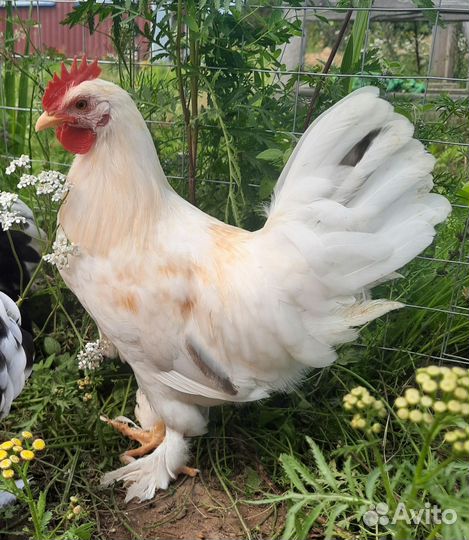 Мини Кохинхины. Легорны