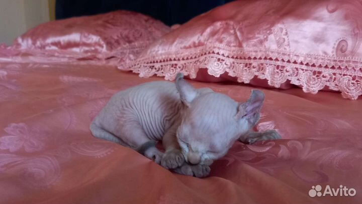 Котята сфинкс эльф