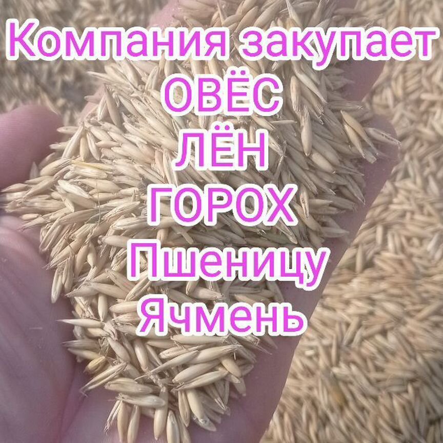 Овёс Горох Лён Пшеница Ячмень