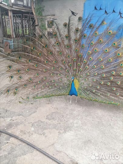 Продаются павлины молодняк