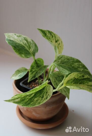 Эпипремнум Марбл Квин