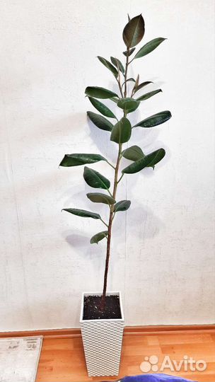 Фикус каучуконосный