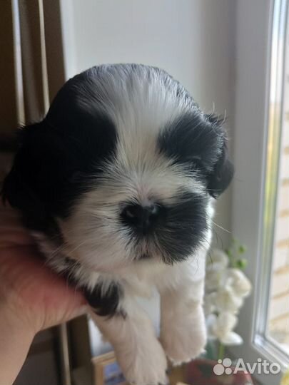 Собака ши-тцу