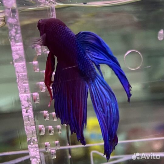 Аквариумные рыбки петушок вуалевый красный, синий