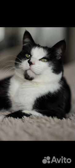 Кошка в добрые руки