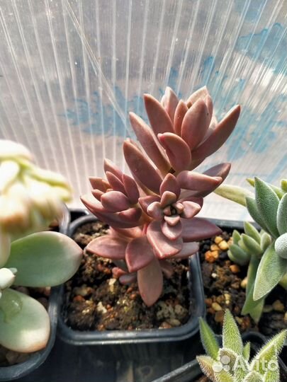 Суккуленты