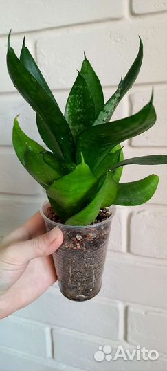 Сансевьера (Сансевиерия) Ханни Крео и Ханни