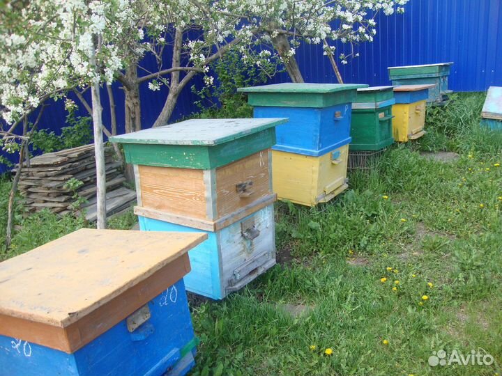 Пчелопакеты на 4 рамках и семьи с ульями дадан