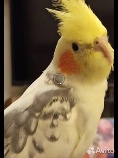 Продам птенцов попугая корелла возраст 1,5 месяца