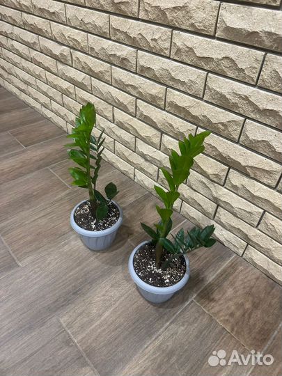 Замиокулькас и черный равен цветы