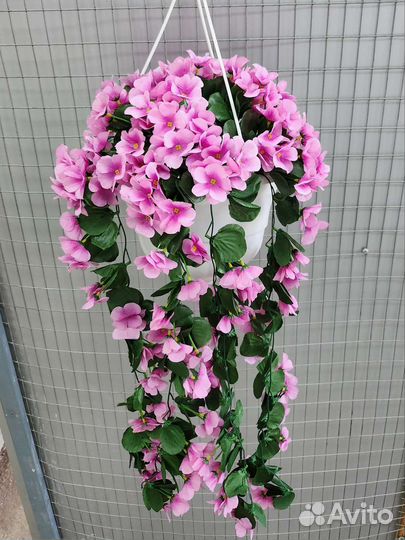 Фиалка ампельная, интерьерные цветы