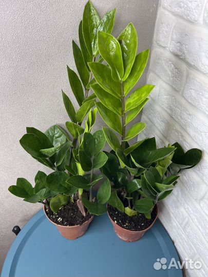 Замиокулькас долларовое дерево комнатные цветы