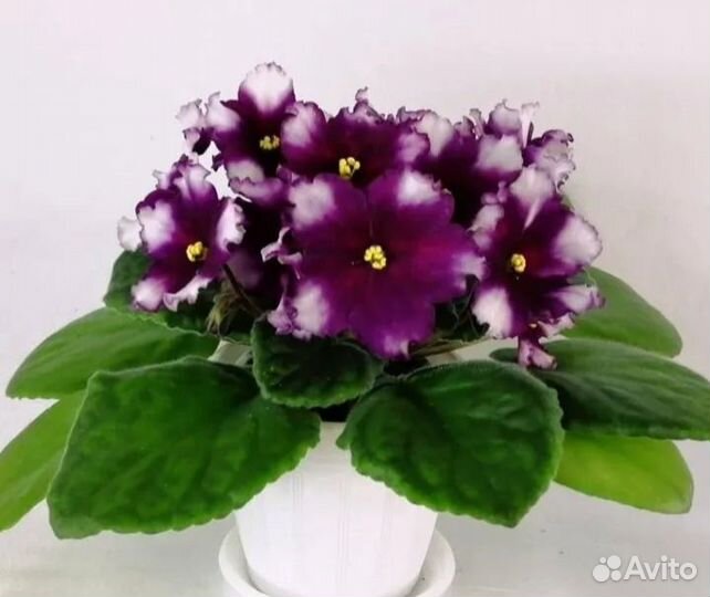 Сортовые фиалки