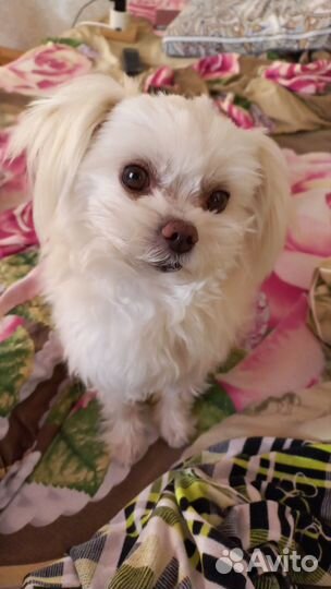 Мальтийская болонка вязка