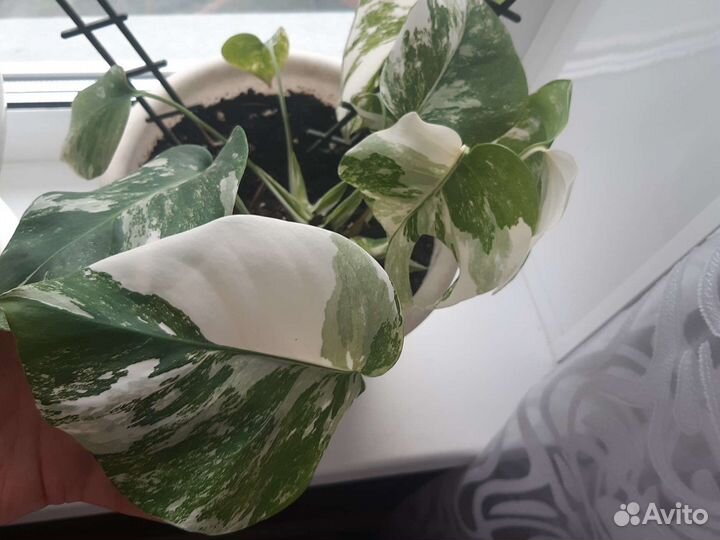 Монстера вариегатная