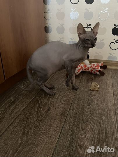 Сфинкс котёнок