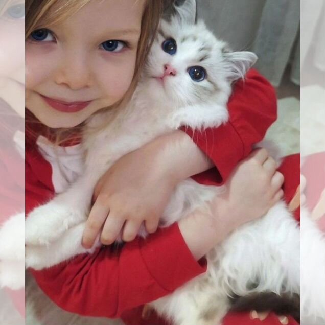 Котёнок от заводчика
