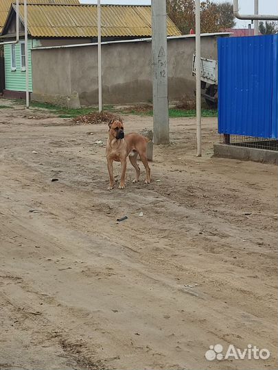 Кобель Вязка кане Корсо