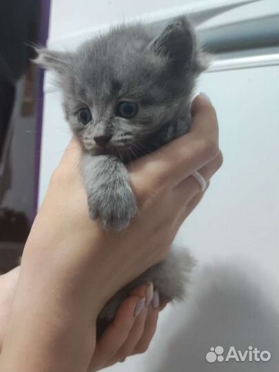 Котята